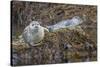 USA, Alaska, Katmai National Park. Harbor Seal resting on seaweed.-Frank Zurey-Stretched Canvas