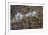 USA, Alaska, Katmai National Park. Harbor Seal resting on seaweed.-Frank Zurey-Framed Photographic Print