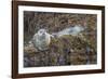 USA, Alaska, Katmai National Park. Harbor Seal resting on seaweed.-Frank Zurey-Framed Photographic Print