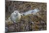 USA, Alaska, Katmai National Park. Harbor Seal resting on seaweed.-Frank Zurey-Mounted Photographic Print