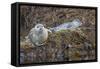 USA, Alaska, Katmai National Park. Harbor Seal resting on seaweed.-Frank Zurey-Framed Stretched Canvas