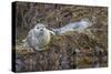 USA, Alaska, Katmai National Park. Harbor Seal resting on seaweed.-Frank Zurey-Stretched Canvas