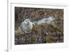 USA, Alaska, Katmai National Park. Harbor Seal resting on seaweed.-Frank Zurey-Framed Premium Photographic Print