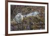 USA, Alaska, Katmai National Park. Harbor Seal resting on seaweed.-Frank Zurey-Framed Premium Photographic Print