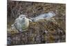 USA, Alaska, Katmai National Park. Harbor Seal resting on seaweed.-Frank Zurey-Mounted Premium Photographic Print