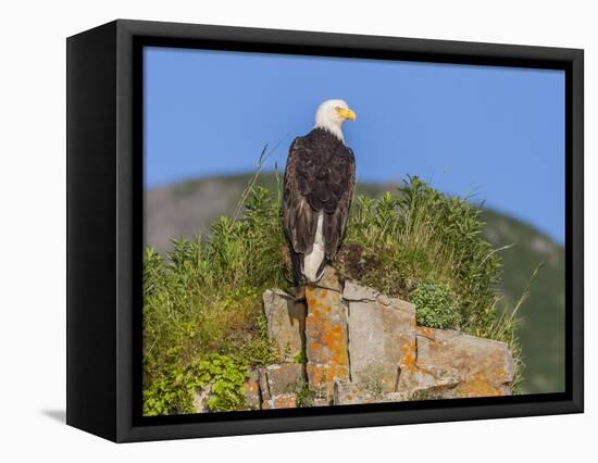 USA, Alaska, Katmai National Park, Kukak Bay. Bald Eagle-Frank Zurey-Framed Stretched Canvas