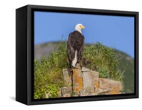 USA, Alaska, Katmai National Park, Kukak Bay. Bald Eagle-Frank Zurey-Framed Stretched Canvas