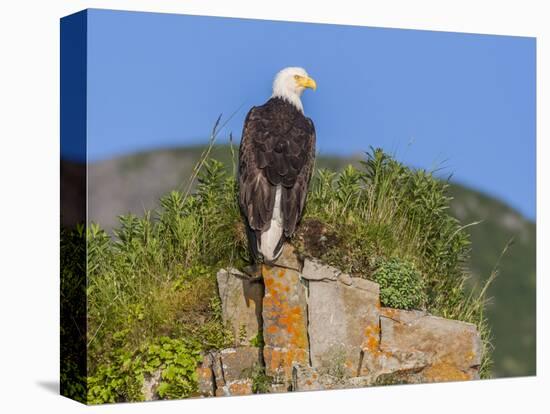 USA, Alaska, Katmai National Park, Kukak Bay. Bald Eagle-Frank Zurey-Stretched Canvas