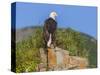 USA, Alaska, Katmai National Park, Kukak Bay. Bald Eagle-Frank Zurey-Stretched Canvas