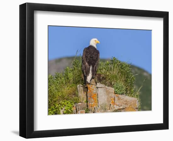 USA, Alaska, Katmai National Park, Kukak Bay. Bald Eagle-Frank Zurey-Framed Photographic Print