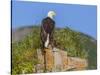 USA, Alaska, Katmai National Park, Kukak Bay. Bald Eagle-Frank Zurey-Stretched Canvas