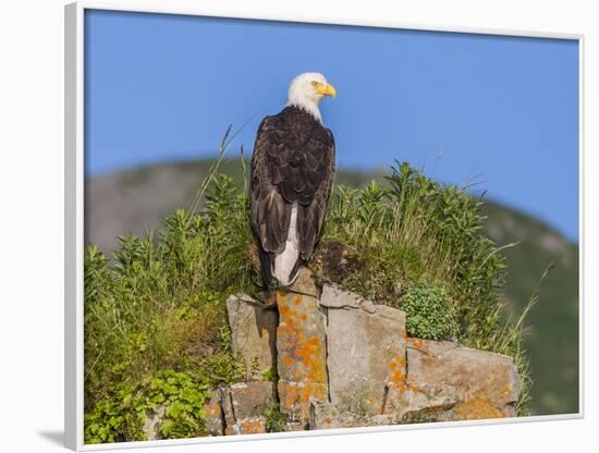 USA, Alaska, Katmai National Park, Kukak Bay. Bald Eagle-Frank Zurey-Framed Photographic Print