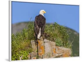 USA, Alaska, Katmai National Park, Kukak Bay. Bald Eagle-Frank Zurey-Framed Photographic Print