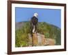 USA, Alaska, Katmai National Park, Kukak Bay. Bald Eagle-Frank Zurey-Framed Photographic Print