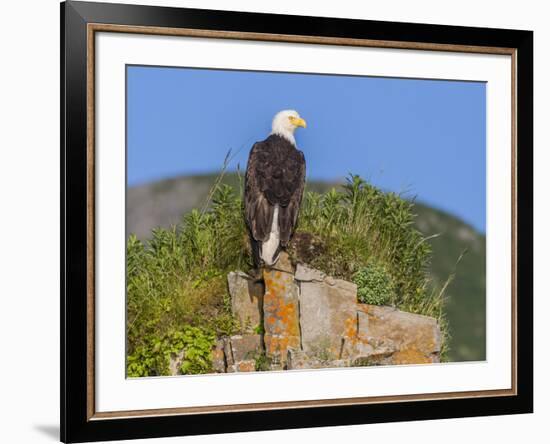 USA, Alaska, Katmai National Park, Kukak Bay. Bald Eagle-Frank Zurey-Framed Photographic Print