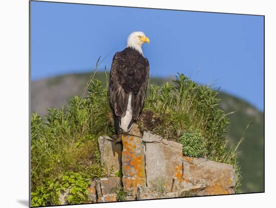 USA, Alaska, Katmai National Park, Kukak Bay. Bald Eagle-Frank Zurey-Mounted Photographic Print