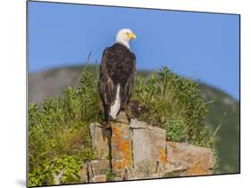 USA, Alaska, Katmai National Park, Kukak Bay. Bald Eagle-Frank Zurey-Mounted Photographic Print