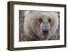 USA, Alaska, Katmai National Park, Kukak Bay. Coastal Brown Bear portrait-Frank Zurey-Framed Photographic Print