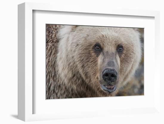 USA, Alaska, Katmai National Park, Kukak Bay. Coastal Brown Bear portrait-Frank Zurey-Framed Photographic Print