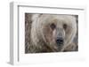 USA, Alaska, Katmai National Park, Kukak Bay. Coastal Brown Bear portrait-Frank Zurey-Framed Photographic Print