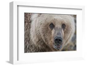 USA, Alaska, Katmai National Park, Kukak Bay. Coastal Brown Bear portrait-Frank Zurey-Framed Photographic Print