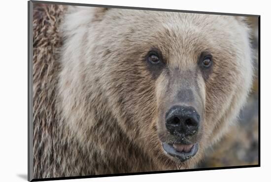 USA, Alaska, Katmai National Park, Kukak Bay. Coastal Brown Bear portrait-Frank Zurey-Mounted Photographic Print