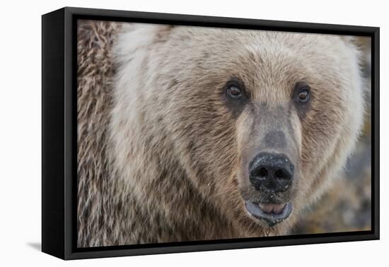 USA, Alaska, Katmai National Park, Kukak Bay. Coastal Brown Bear portrait-Frank Zurey-Framed Stretched Canvas
