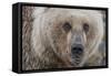 USA, Alaska, Katmai National Park, Kukak Bay. Coastal Brown Bear portrait-Frank Zurey-Framed Stretched Canvas