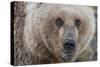 USA, Alaska, Katmai National Park, Kukak Bay. Coastal Brown Bear portrait-Frank Zurey-Stretched Canvas