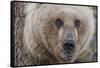 USA, Alaska, Katmai National Park, Kukak Bay. Coastal Brown Bear portrait-Frank Zurey-Framed Stretched Canvas