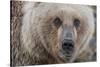 USA, Alaska, Katmai National Park, Kukak Bay. Coastal Brown Bear portrait-Frank Zurey-Stretched Canvas