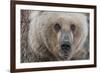 USA, Alaska, Katmai National Park, Kukak Bay. Coastal Brown Bear portrait-Frank Zurey-Framed Photographic Print