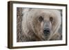 USA, Alaska, Katmai National Park, Kukak Bay. Coastal Brown Bear portrait-Frank Zurey-Framed Photographic Print