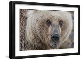 USA, Alaska, Katmai National Park, Kukak Bay. Coastal Brown Bear portrait-Frank Zurey-Framed Photographic Print