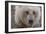 USA, Alaska, Katmai National Park, Kukak Bay. Coastal Brown Bear portrait-Frank Zurey-Framed Photographic Print