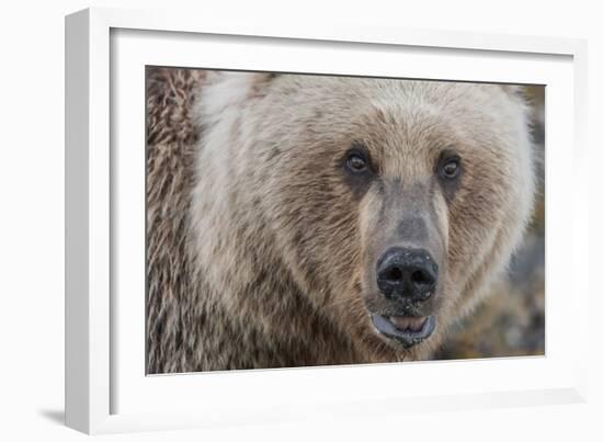 USA, Alaska, Katmai National Park, Kukak Bay. Coastal Brown Bear portrait-Frank Zurey-Framed Photographic Print