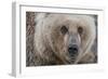 USA, Alaska, Katmai National Park, Kukak Bay. Coastal Brown Bear portrait-Frank Zurey-Framed Photographic Print