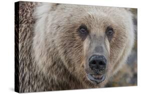 USA, Alaska, Katmai National Park, Kukak Bay. Coastal Brown Bear portrait-Frank Zurey-Stretched Canvas