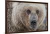 USA, Alaska, Katmai National Park, Kukak Bay. Coastal Brown Bear portrait-Frank Zurey-Framed Photographic Print