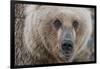 USA, Alaska, Katmai National Park, Kukak Bay. Coastal Brown Bear portrait-Frank Zurey-Framed Photographic Print