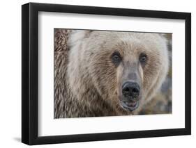 USA, Alaska, Katmai National Park, Kukak Bay. Coastal Brown Bear portrait-Frank Zurey-Framed Premium Photographic Print