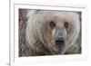 USA, Alaska, Katmai National Park, Kukak Bay. Coastal Brown Bear portrait-Frank Zurey-Framed Premium Photographic Print