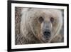 USA, Alaska, Katmai National Park, Kukak Bay. Coastal Brown Bear portrait-Frank Zurey-Framed Premium Photographic Print