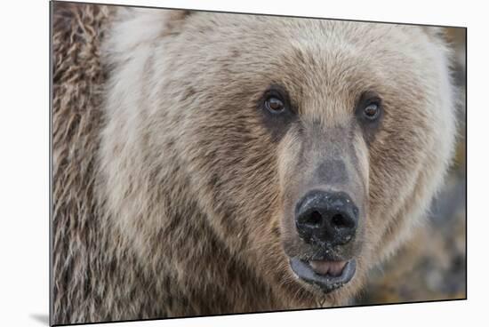 USA, Alaska, Katmai National Park, Kukak Bay. Coastal Brown Bear portrait-Frank Zurey-Mounted Premium Photographic Print