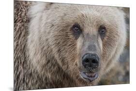 USA, Alaska, Katmai National Park, Kukak Bay. Coastal Brown Bear portrait-Frank Zurey-Mounted Premium Photographic Print