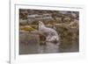 USA, Alaska, Katmai National Park, Kukak Bay. Harbor Seal-Frank Zurey-Framed Photographic Print