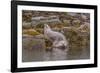 USA, Alaska, Katmai National Park, Kukak Bay. Harbor Seal-Frank Zurey-Framed Photographic Print