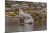 USA, Alaska, Katmai National Park, Kukak Bay. Harbor Seal-Frank Zurey-Mounted Photographic Print