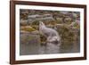 USA, Alaska, Katmai National Park, Kukak Bay. Harbor Seal-Frank Zurey-Framed Photographic Print