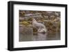 USA, Alaska, Katmai National Park, Kukak Bay. Harbor Seal-Frank Zurey-Framed Photographic Print